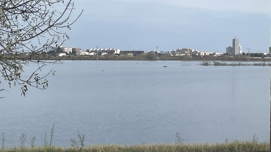 Davidoss Palmar foto 8