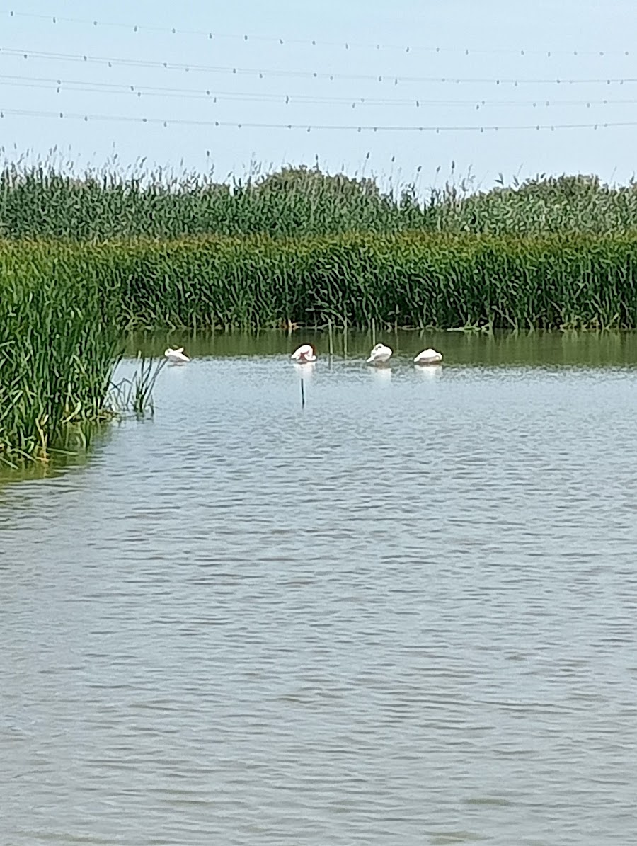 Embarcadero de la Gola de Pujol foto 4